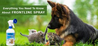 Everything You Need To Know About Frontline Spray