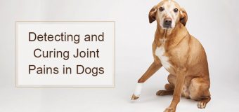 Detecting and Curing Joint Pains in Dogs