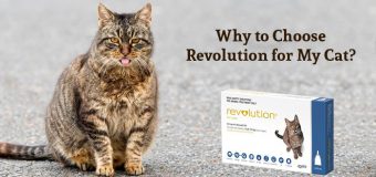 Why to Choose Revolution for My Cat?