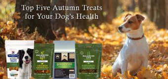 Top Five Autumn Treats for Your Dog’s Health