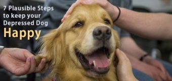 7 Plausible Steps to keep your Depressed Dog Happy