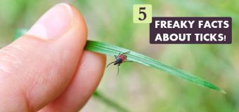 5 Freaky Facts about Ticks!