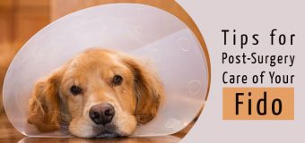 Tips for Post-Surgery Care of Your Fido