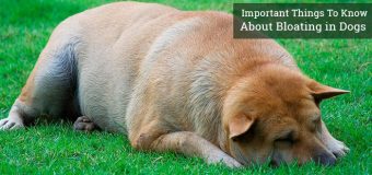 Important Things to Know About Bloating in Dogs