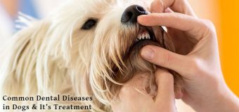 Common Dental Diseases in Dogs & It’s Treatment