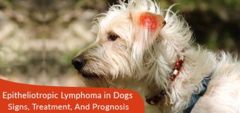 Skin Cancer (Epitheliotropic Lymphoma) in Dogs – Signs, Treatment, And Prognosis