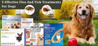 5 Vet Recommended Flea and Tick Treatments for Dogs