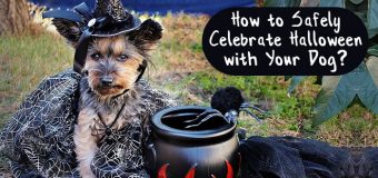 How to Safely Celebrate Halloween with Your Dog?