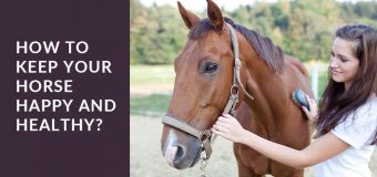 How to Keep Your Horse Happy and Healthy?