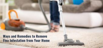 Ways and Remedies to Remove Flea Infestation from Your Home