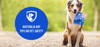 Australia Day: Tips on Pet Safety