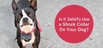 Is It Safe To Use a Shock Collar On Your Dog?