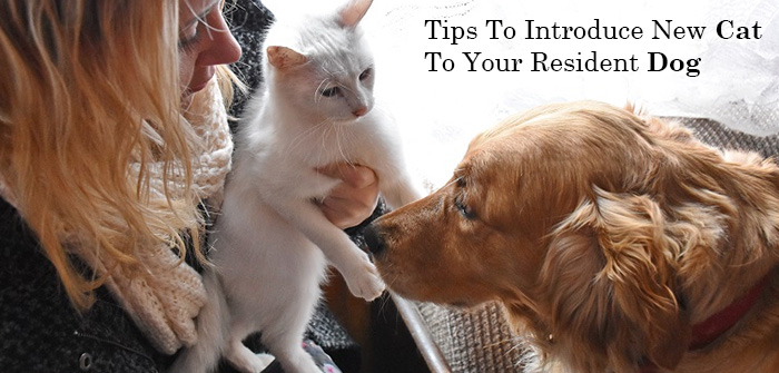 Tips to introduce new cat to your resident dog