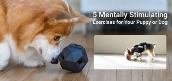 Mentally Stimulating Exercises for Your Dog During COVID-19