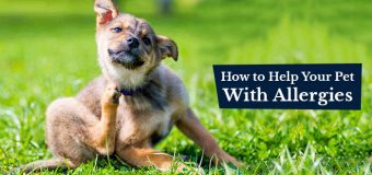 How to Help Your Pet With Allergies