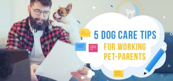 5 Dog Care Tips For Working Pet-Parents