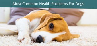 6 Most Common Health Problems For Dogs