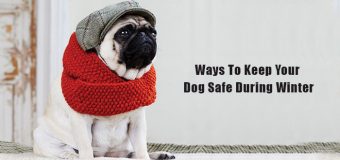 Ways To Keep Your Dog Safe During Winter