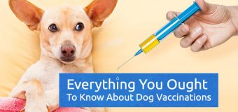 Everything You Ought To Know About Dog Vaccinations