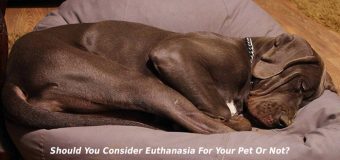 Should You Consider Euthanasia For Your Pet Or Not?
