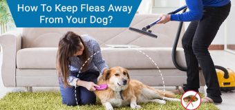 How To Keep Fleas Away From Your Dog?