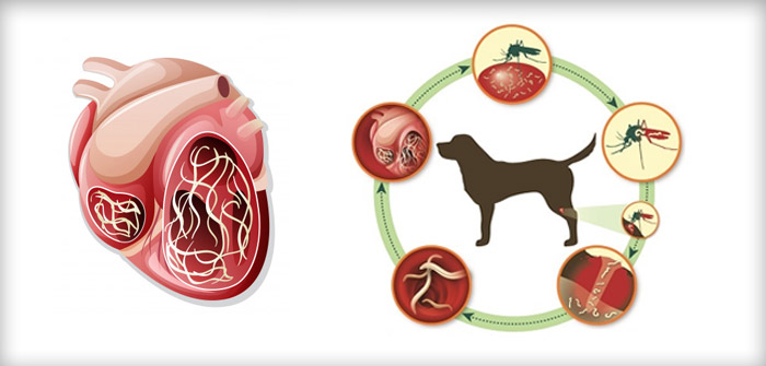 Heartworms Life cycle | Vetsupply