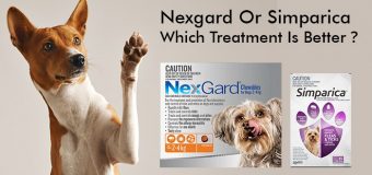 Nexgard Or Simparica – Which Treatment Is Better?