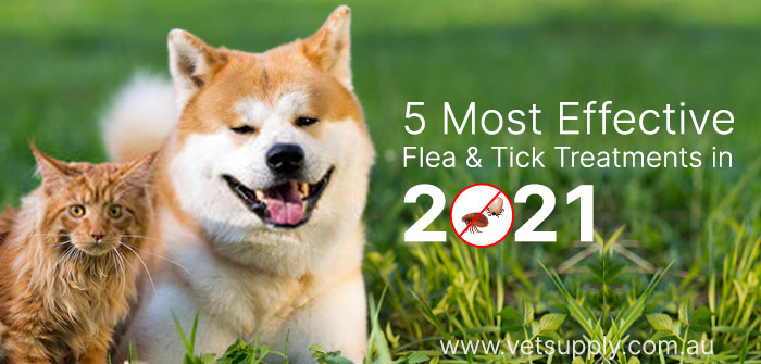 most effective flea and tick treatment in 2021