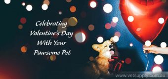 Celebrating Valentine’s Day With Your Pawsome Pet
