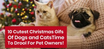 10 Cutest Christmas Gifs Of Dogs and Cats- Time To Drool For Pet Owners!