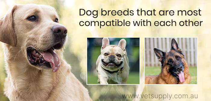 dogs breed that are most compatible with each other