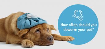 How often should you deworm your pet?
