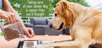 Taking care of your senior dog is easier than you’d thought