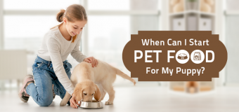 When to Switch to Adult Dog food from Puppy Food?