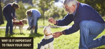 Why Is It Important To Train Your Dog?