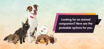 Looking for an Animal companion? Here are the probable options for you.