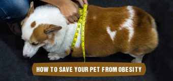 How to save your pet from Obesity?