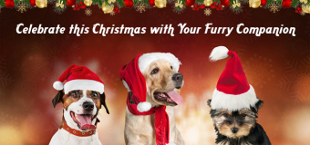 Celebrate this Christmas with Your Furry Companion
