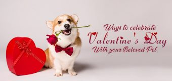 Ways to Celebrate Valentine’s Day with Pets