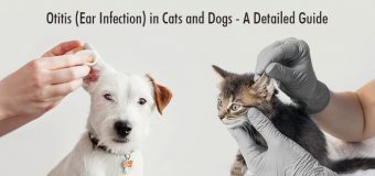 Otitis (Ear Infection) in Cats and Dogs — A detailed guide