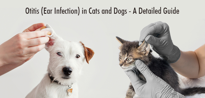 Otitis in Cats and Dogs 
