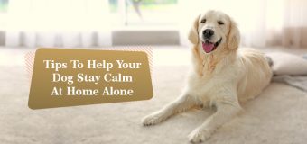 Tips To Help Your Dog Stay Calm At Home Alone