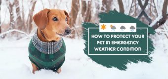 Protecting Your Pet in Weather Emergencies