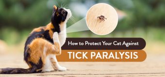 How to Protect Your Cats Against Tick Paralysis
