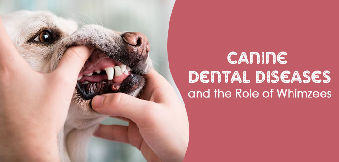Role of Whimzees in dog dental health