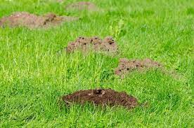 Signs Of Moles In Your Yard | Rottler Pest Solutions