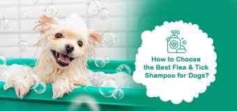 How to Choose the Best Flea and Tick Shampoo for Dogs?