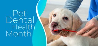 National Pet Dental Health Month | Healthy Smile Sale on VetSupply!