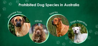Prohibited Dog Species in Australia