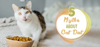 Top 5 Myths About Cat Diet